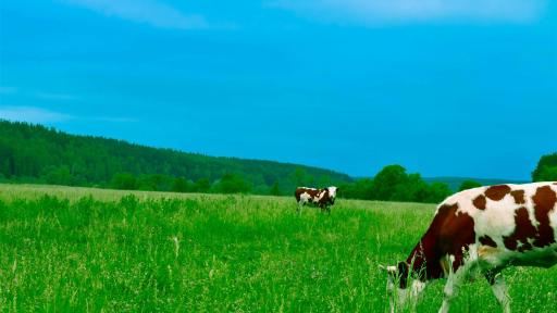Kühe, Die Auf Feld Gegen Himmel Grasen