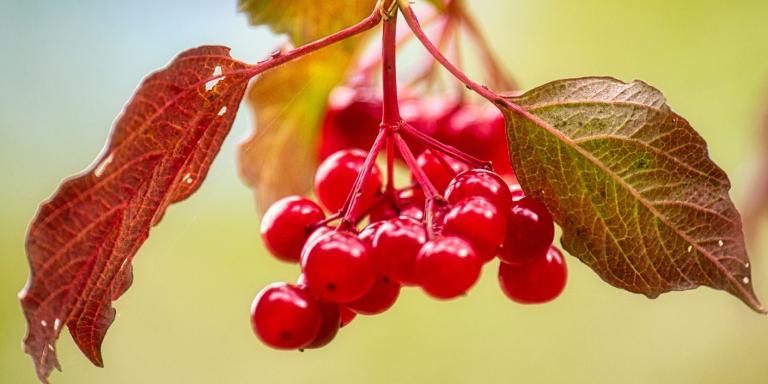 rote beeren, rote johannisbeere, wilde johannisbeere, natur, früchte, beeren